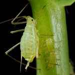 long-island-aphid-control