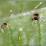 long-island-spider-mites